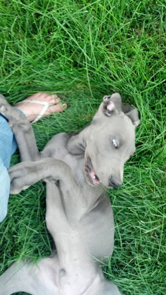 He LOVES the grass, I don't have very good grass yet for him so we go on lots of walks.