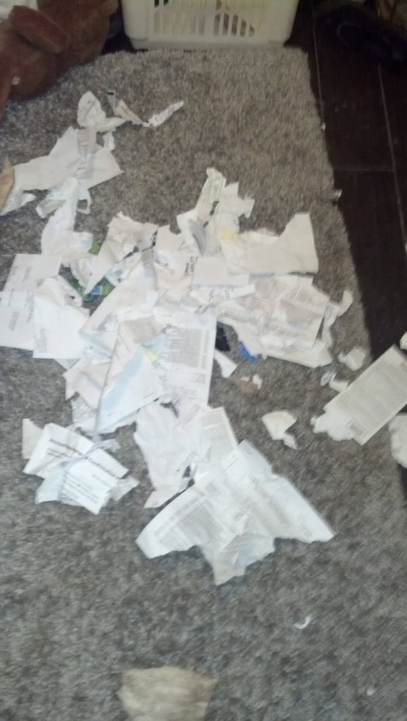 This is what my little monster did! I FINALLY went through all of my lifes papers, pulled out and kept only the most important ones, including a divorec decree, a name change, a birth certificate and years worth of tax information... I put them in a folder on my bookshelf, with a bunch of appetizing looking books and THIS is the folder Denver decides to get into... So, this is what is left of all my lifes documents... all I can do is shake my head and laugh... 'the dog ate it!' I'm sure I'll be cussing him for years to come as I need each of these things and have to re-collect them...
