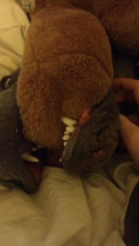 He also has a snaggle tooth, which is hard to get a picture of, he was being all cute in bed though and I snapped one. He has two flaws, a snaggle tooth (cute) and weird nipples, no joke, he has an odd number of nipples and they don't line up with eachother, its totally weird, I make fun of him for it but he doesn't care...