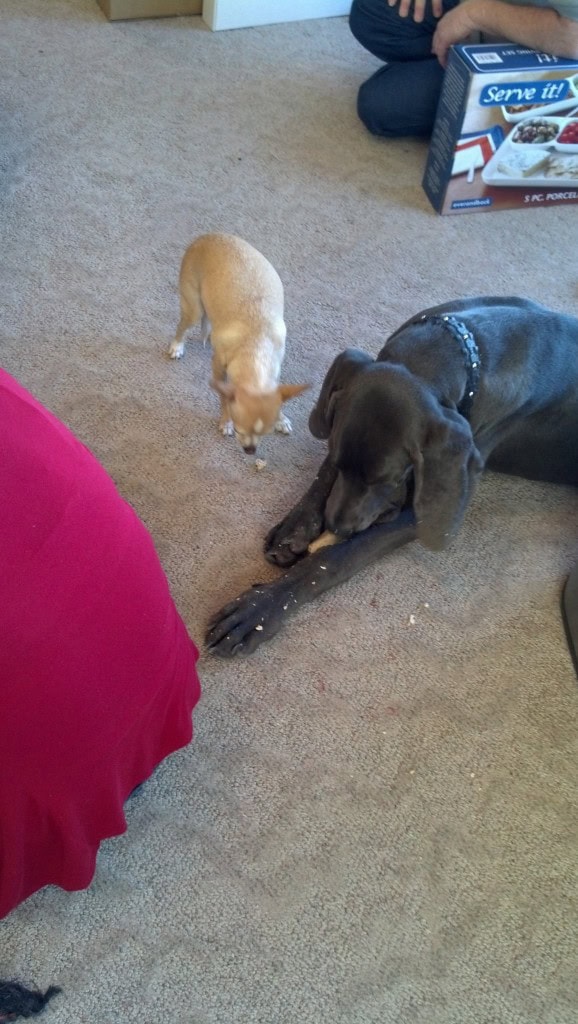 Tobi was licking off his feet while he ate, I am glad I have a non-possessive dog!