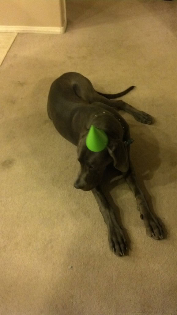 Denver enjoyed the party, he played with some kids for a few hours and then some grown ups for a few hours.
