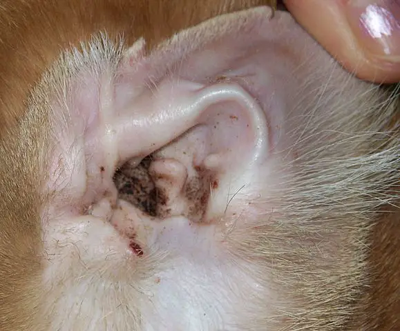 Importance keeping dog ears clean with essential oils infection mites