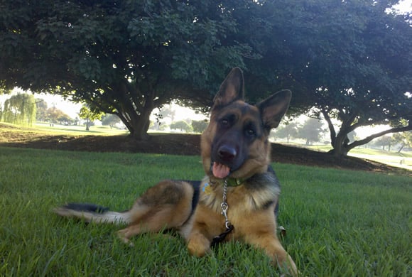 Sable the German Shepherd Dog Sable the German Shepherd Dog