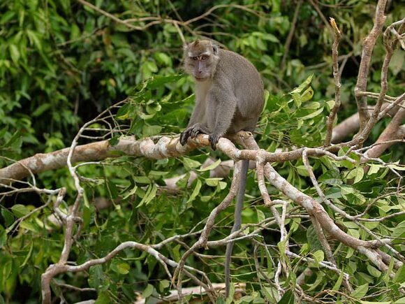 Long-tailed macaque.