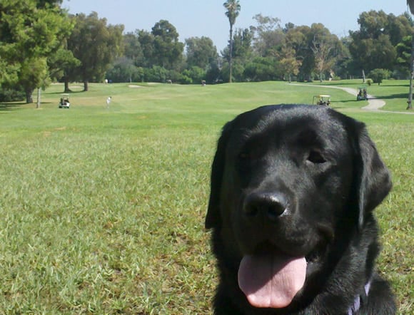 Treacle, guide dog pup and golfer! Treacle, guide dog pup and golfer!