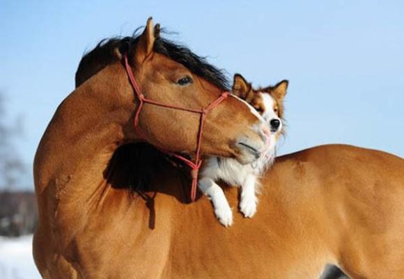 restorapet on horses