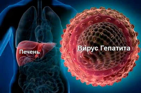 Вирус гепатита В