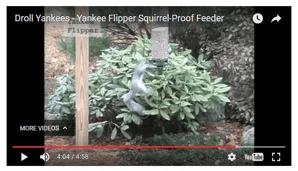 Busting the Squirrels Efforts! busting the squirrels efforts!