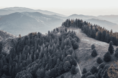 Black forest