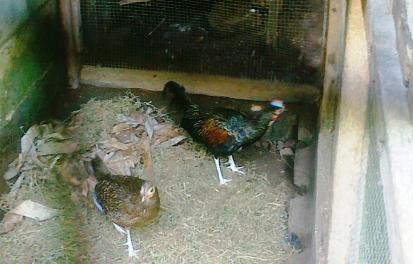 Sepasang ayam hutan hilir mudik Sepasang ayam hutan atau Gallus varius