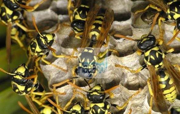 Eliminar avispas y abejas