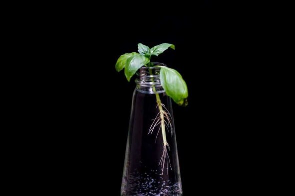 growing in water growing in water