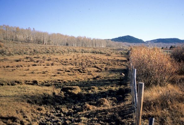 Cow battered wetlands, Upper Green River Valley, Bridger Teton National Forest, WY, (c) George Wuerthner