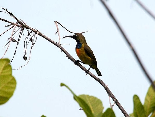 burung-madu sumba burung-madu sumba