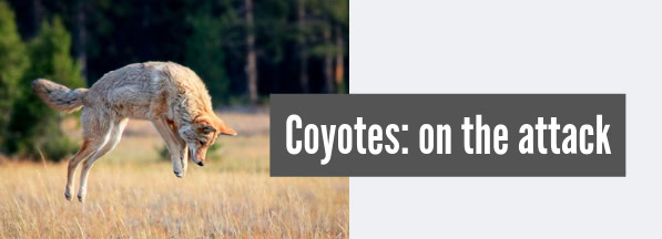 Coyote attacks and your dog