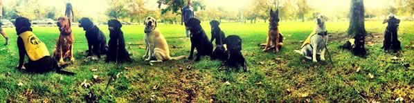 Puppy socialization at Irvine Park Puppy socialization at Irvine Park