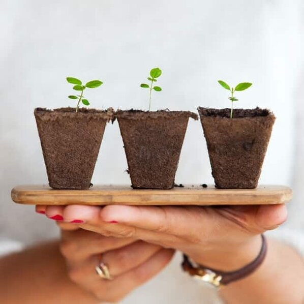 move seedlings to containers move seedlings to containers
