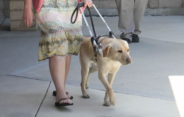 Guide Dog Dublin Guide Dog Dublin