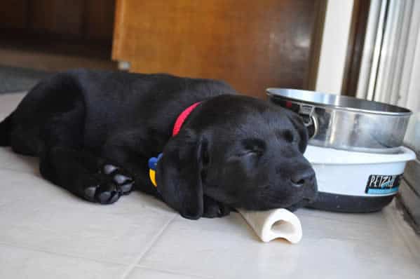 Black Labrador Retriever Puppy Sleeping On Bone Black Labrador Retriever Puppy Sleeping On Bone