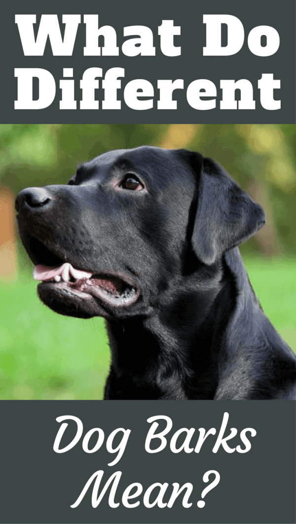 Dogs can vary their barks depending on what they're feeling or trying to say. But what do different dog barks mean? We interpret the most common barks here.