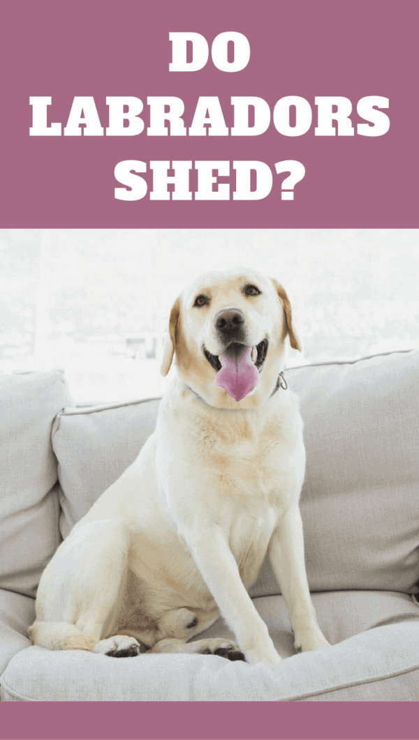 Labs shed a lot