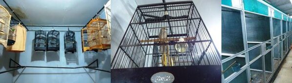Ruang Penjodohan dan Penangkaran Murai Batu Ruang Penjodohan dan Penangkaran Murai Batu