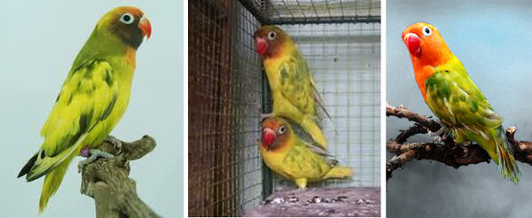 lovebird-blorok Lovebird Blorok