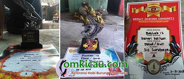 cara merawat burung kenari