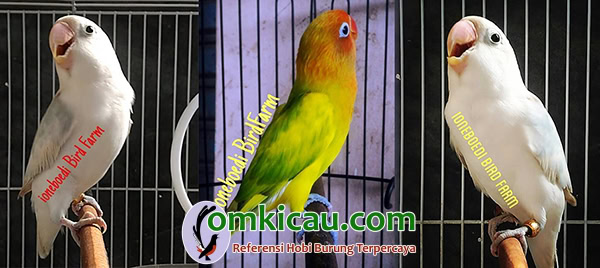 penangkaran lovebird