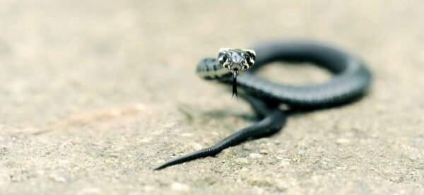 serpenti