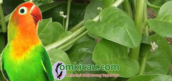tanaman herbal untuk kenari dan lovebird Daun binahong