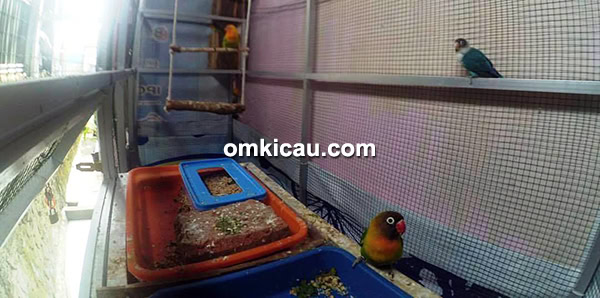 MRF Bird Farm Bengkulu MRF Bird Farm Bengkulu