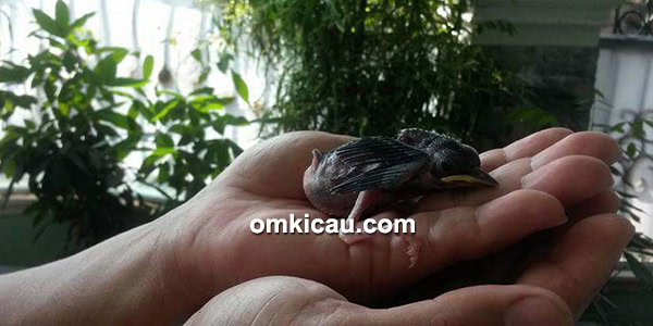 ternak murai batu ternak murai batu