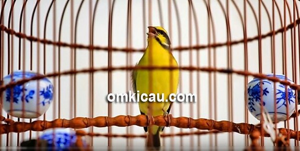 merawat burung mozambik merawat burung mozambik