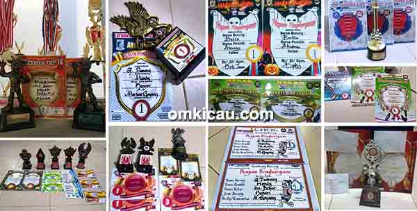 kenari Goyang Dumang kenari Goyang Dumang