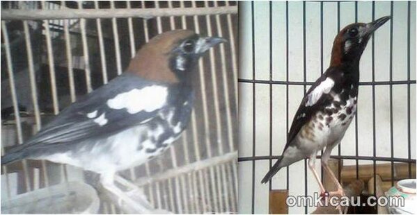 Perkembangan Burung Anis Kembang Sejak Anakan Hingga Dewasa Om Kicau
