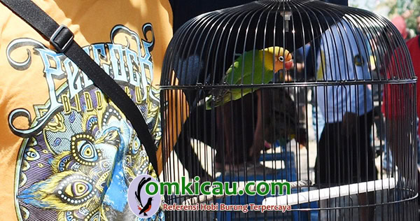 lovebird Sri