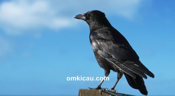 Fakta menarik seputar burung gagak