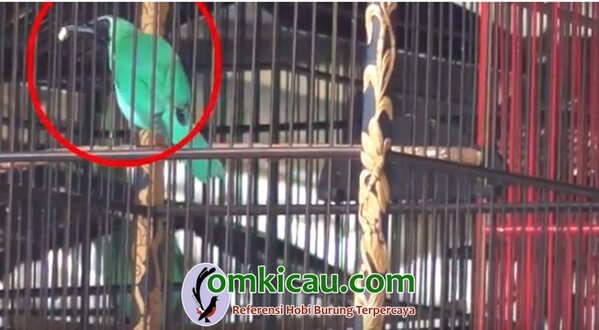 melombakan burung cucak ijo Burung cucak hijau yang makan ketika lomba