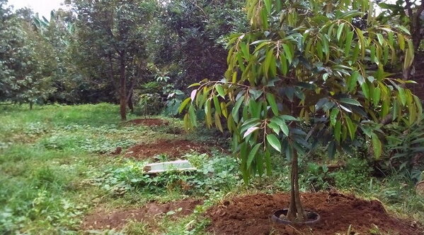 menanam durian montong