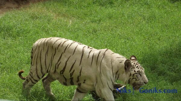 Nahargarh wildlife park jaipur