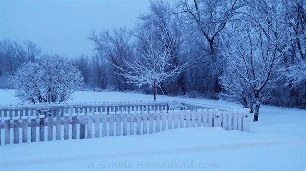 Jan 25 snowfall