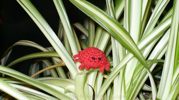 Crandall the Cranky Crab