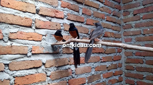 Breeding murai batu model poligami murni
