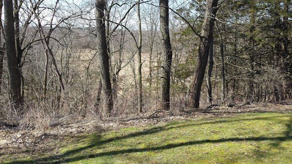 our backyard view in spring