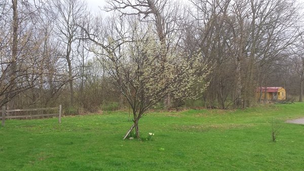 plum trees in bloom