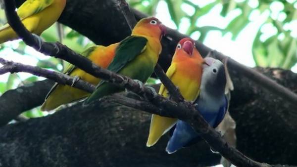Burung lovebird adalah burung koloni