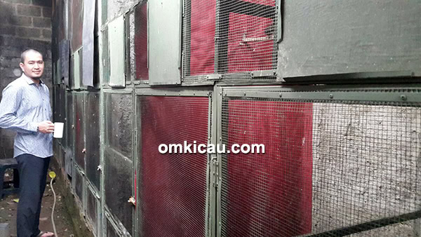 Breeding murai batu Kimseng BF Bekasi