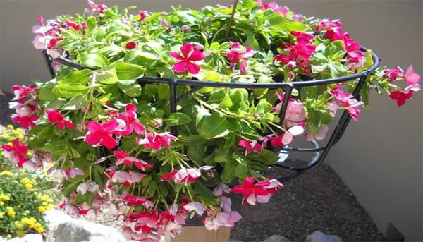 5 Tips Menanam Bunga Vinca Gantung Bagi Pemula Pak Tani Digital