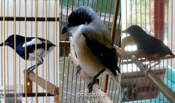 perawatan burung bondol perawatan burung bondol